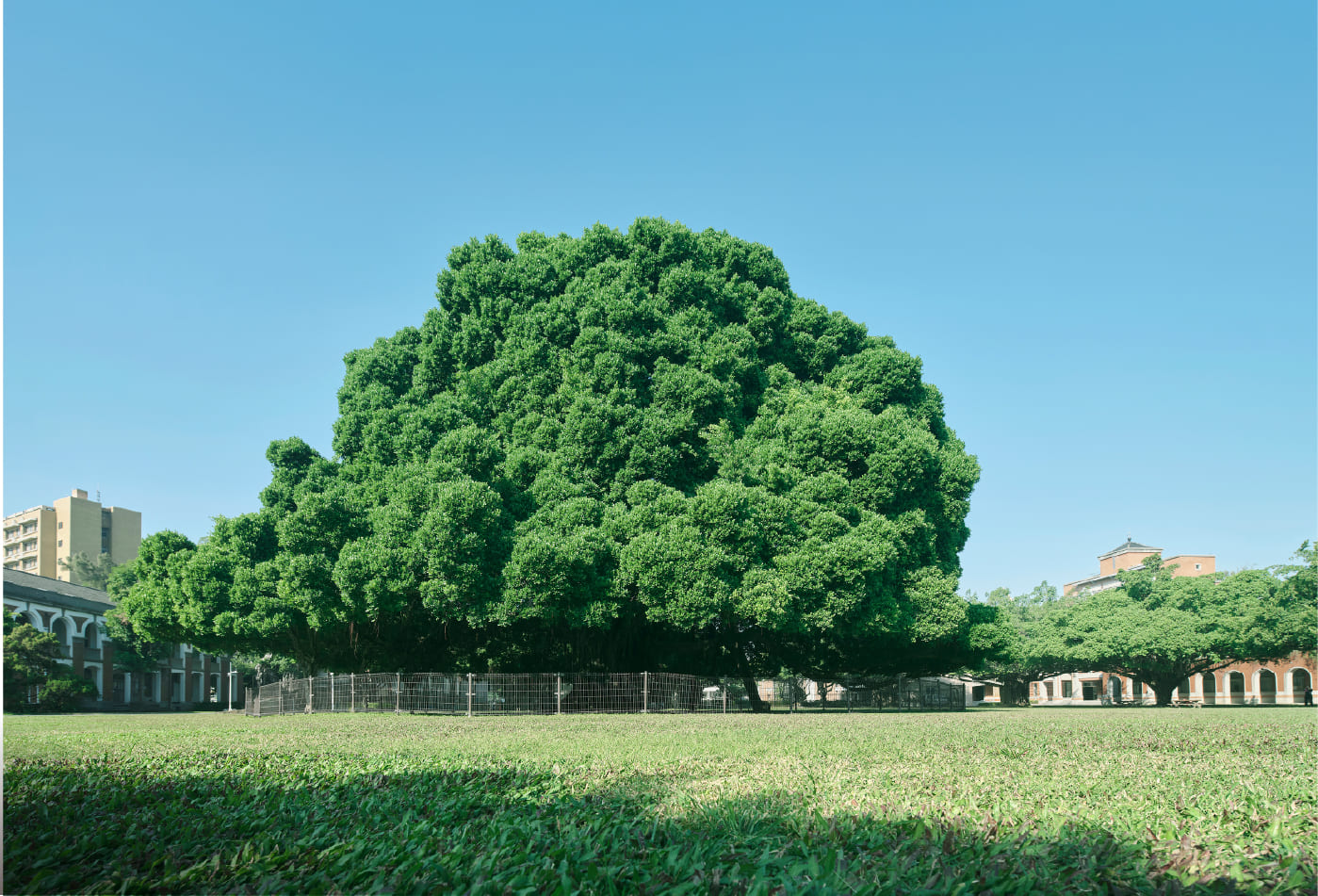 成功大學-榕園