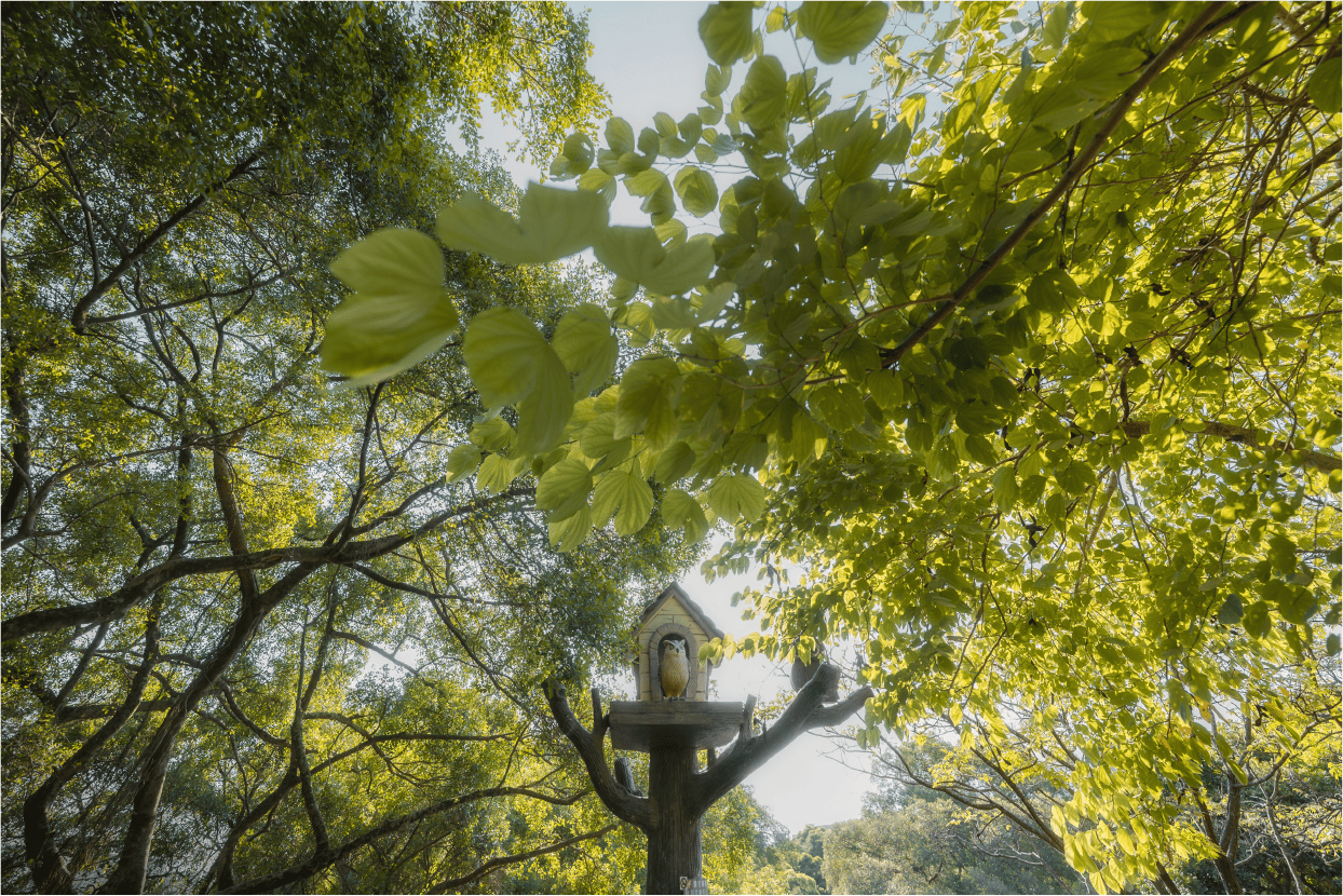 虎頭山森林步道